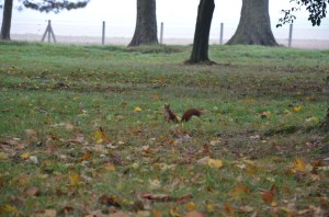 Red Squirrel at Beaumont-Hamel